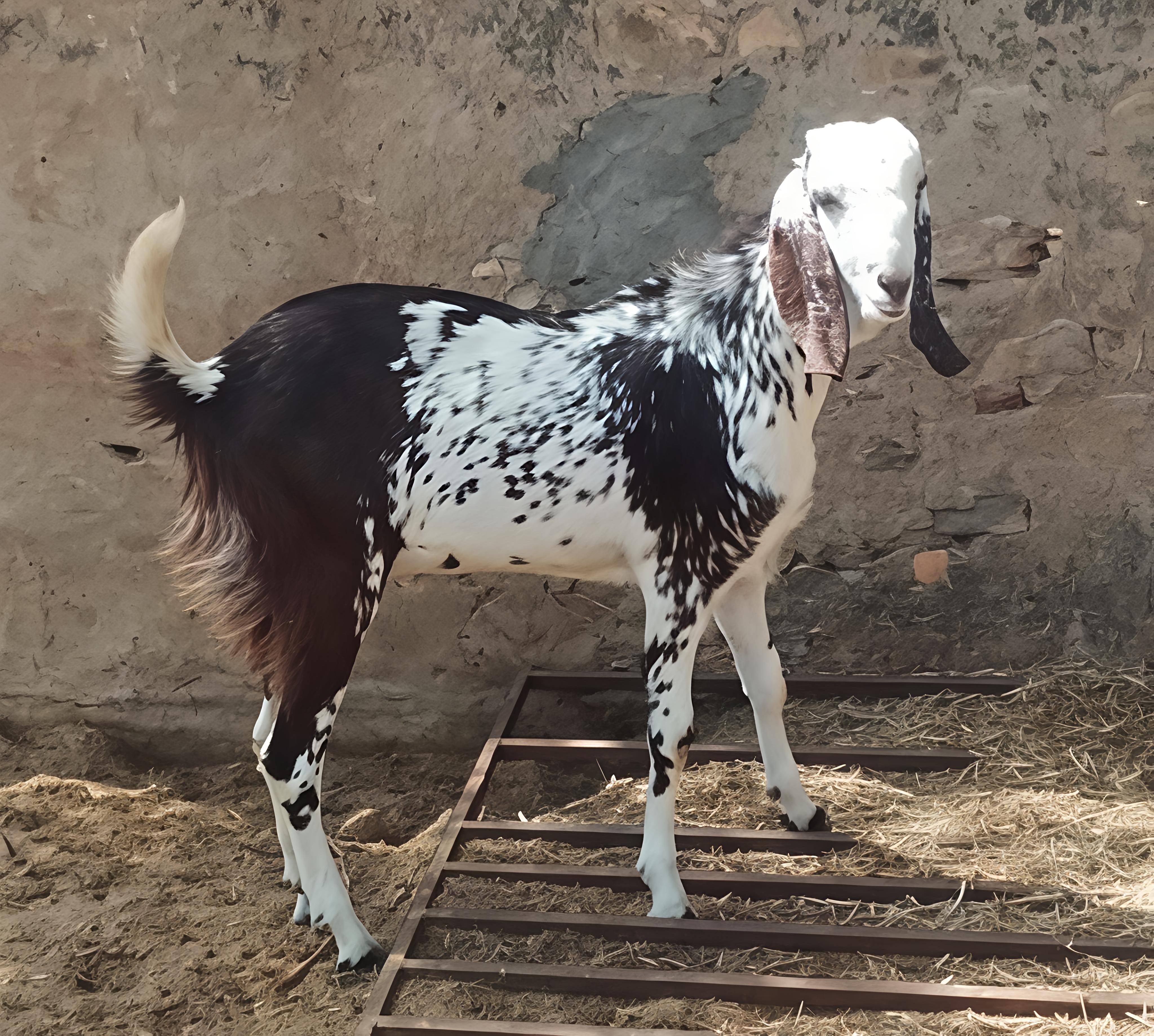 GUJRI