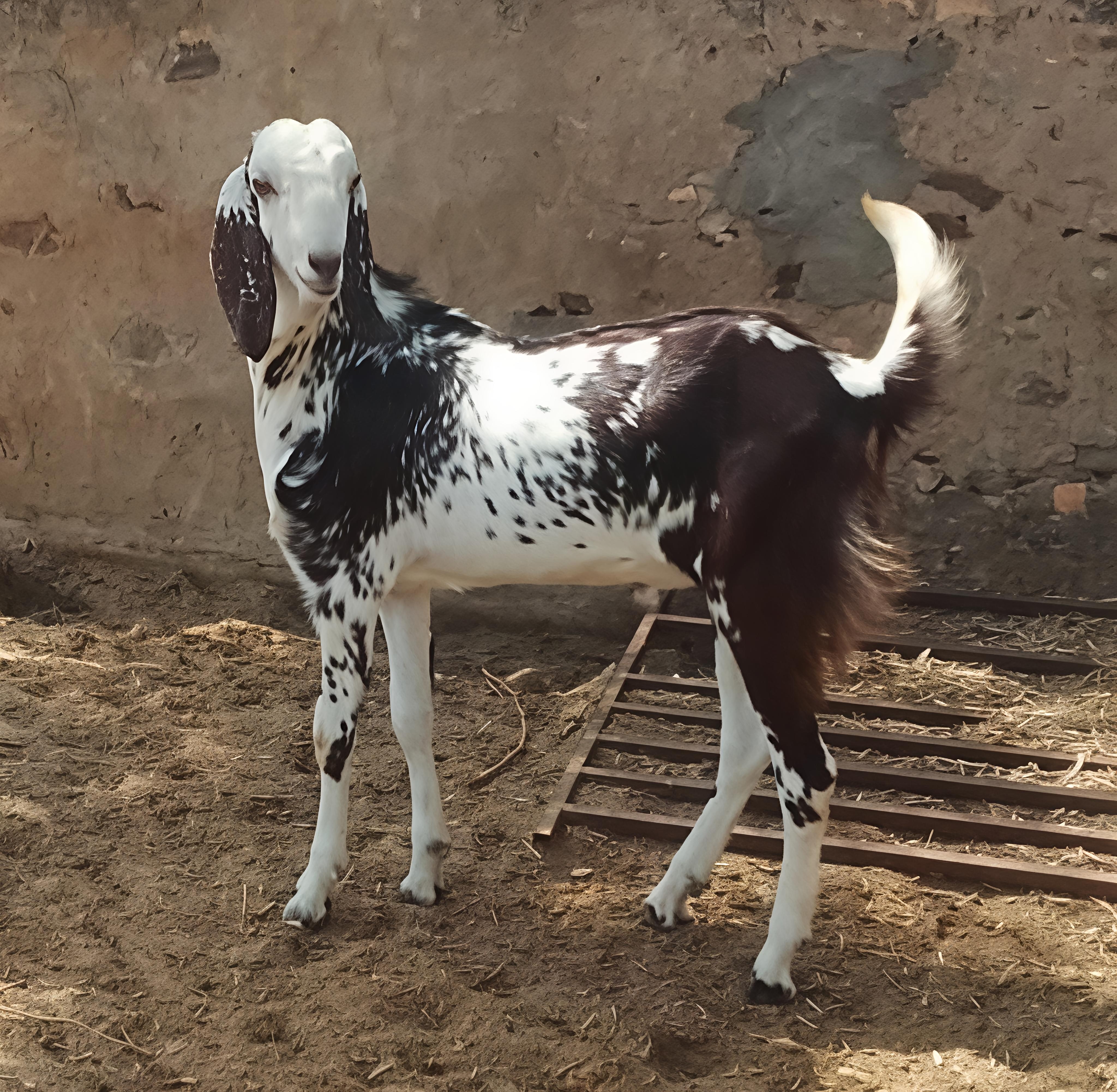 GUJRI