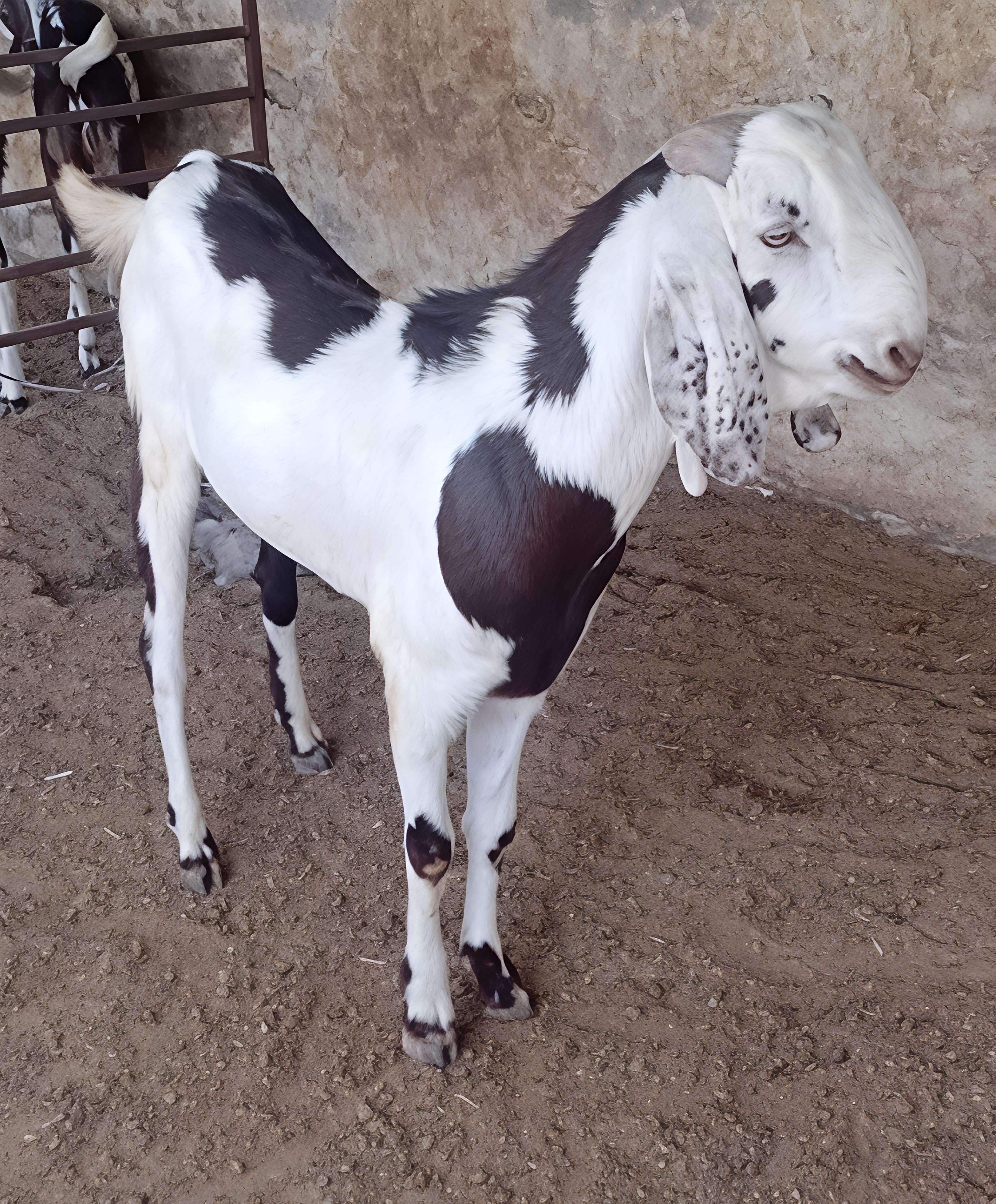 GUJRI