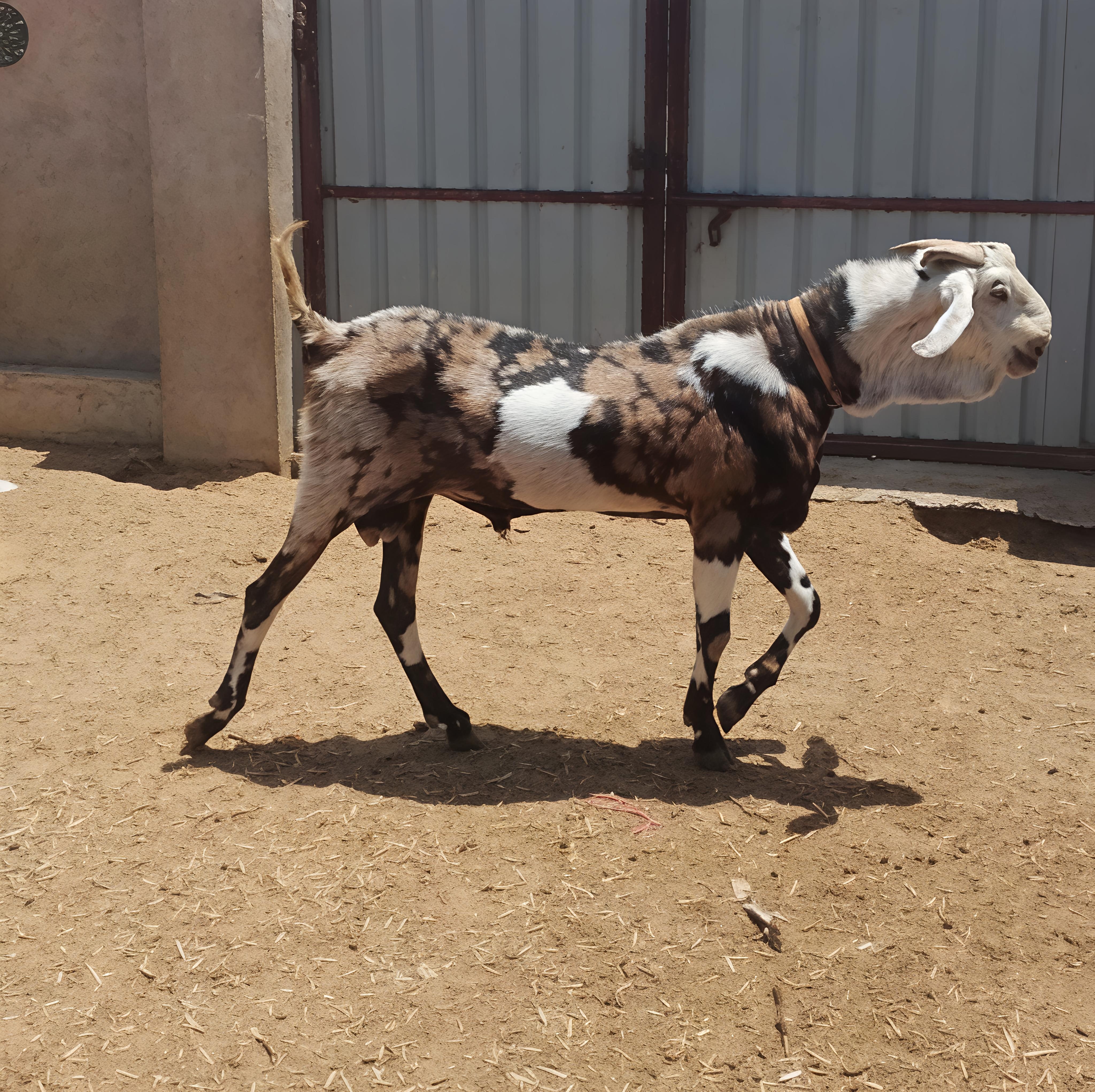 GUJRI