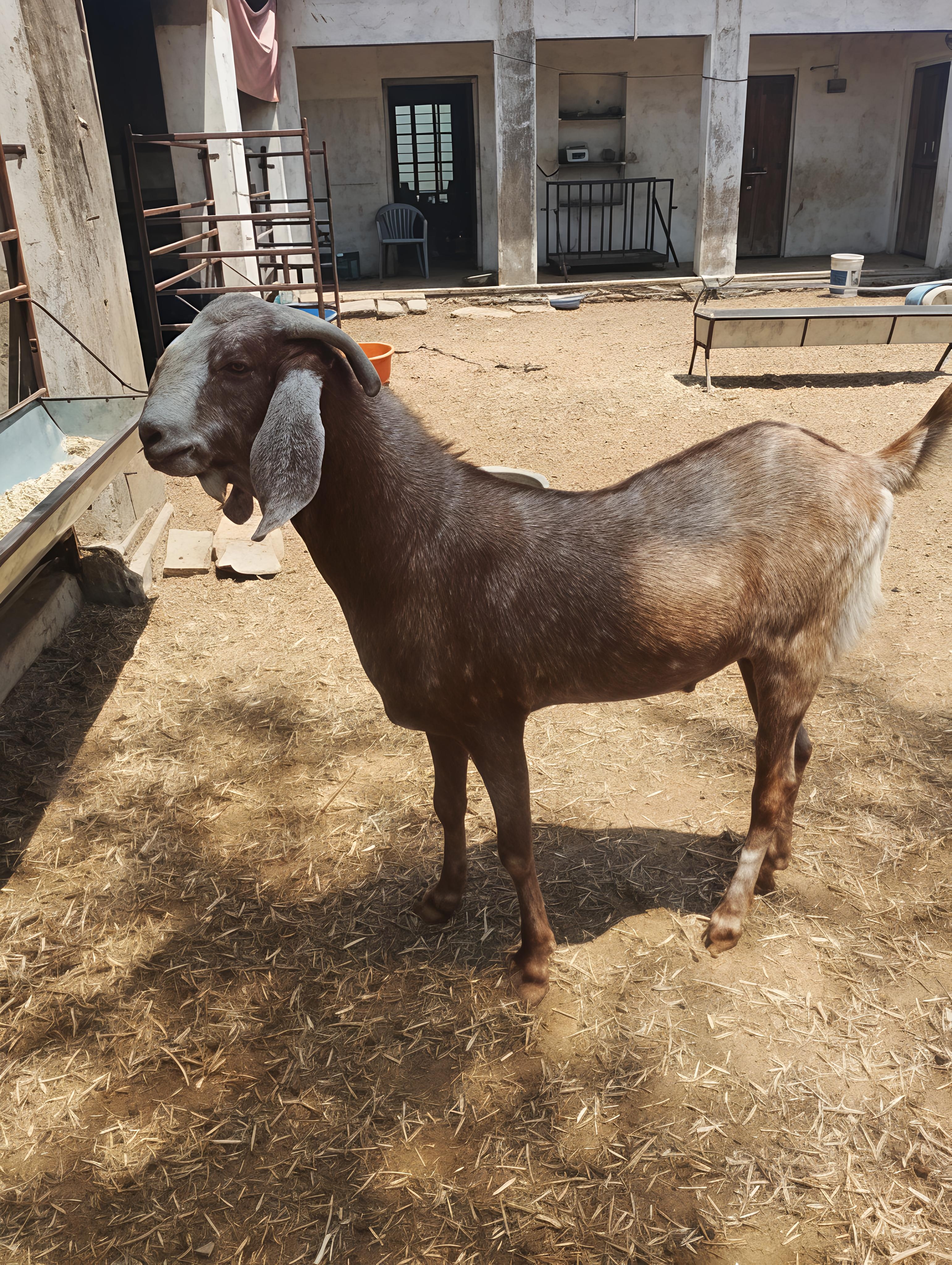 GUJRI