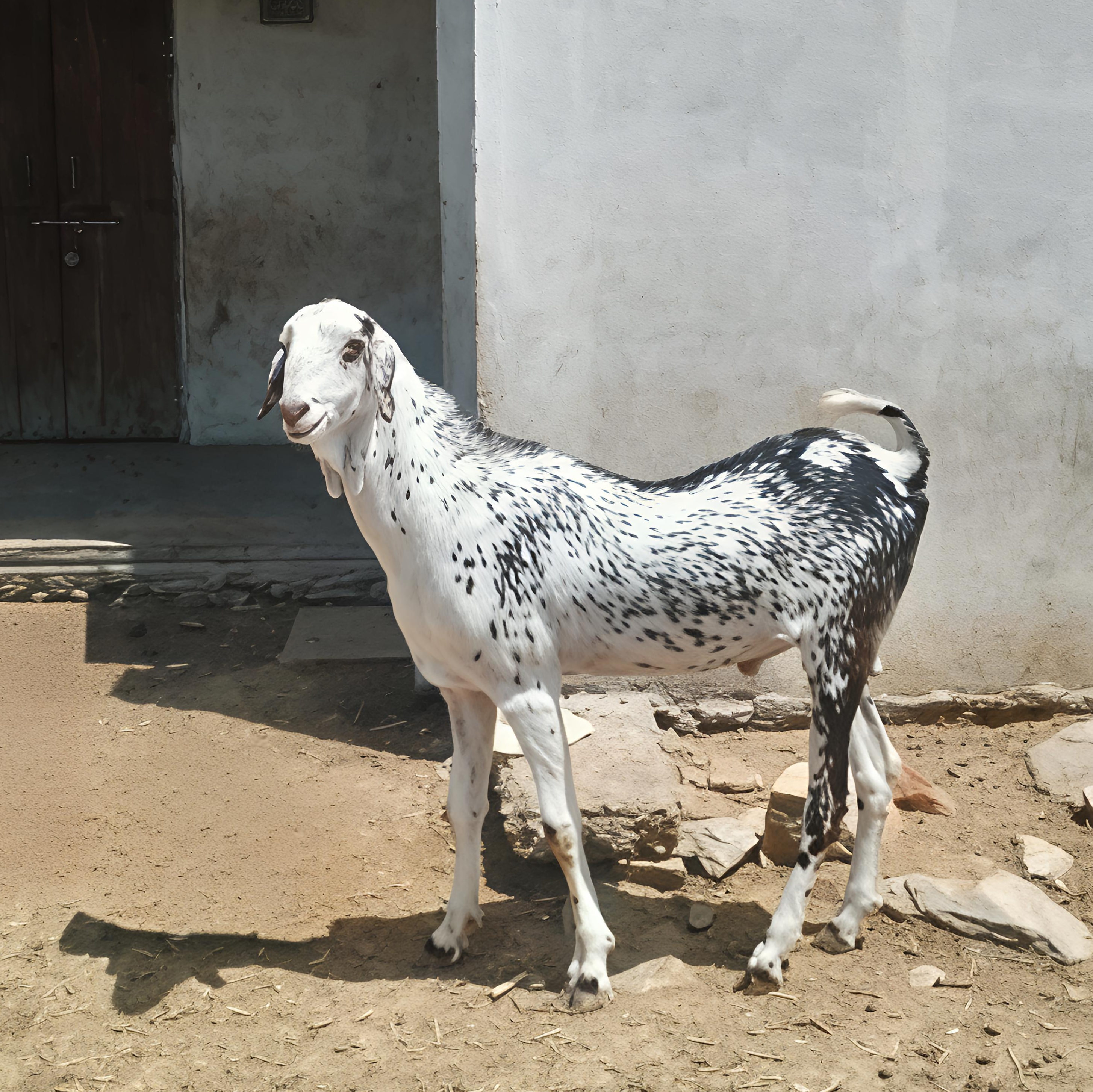 GUJRI