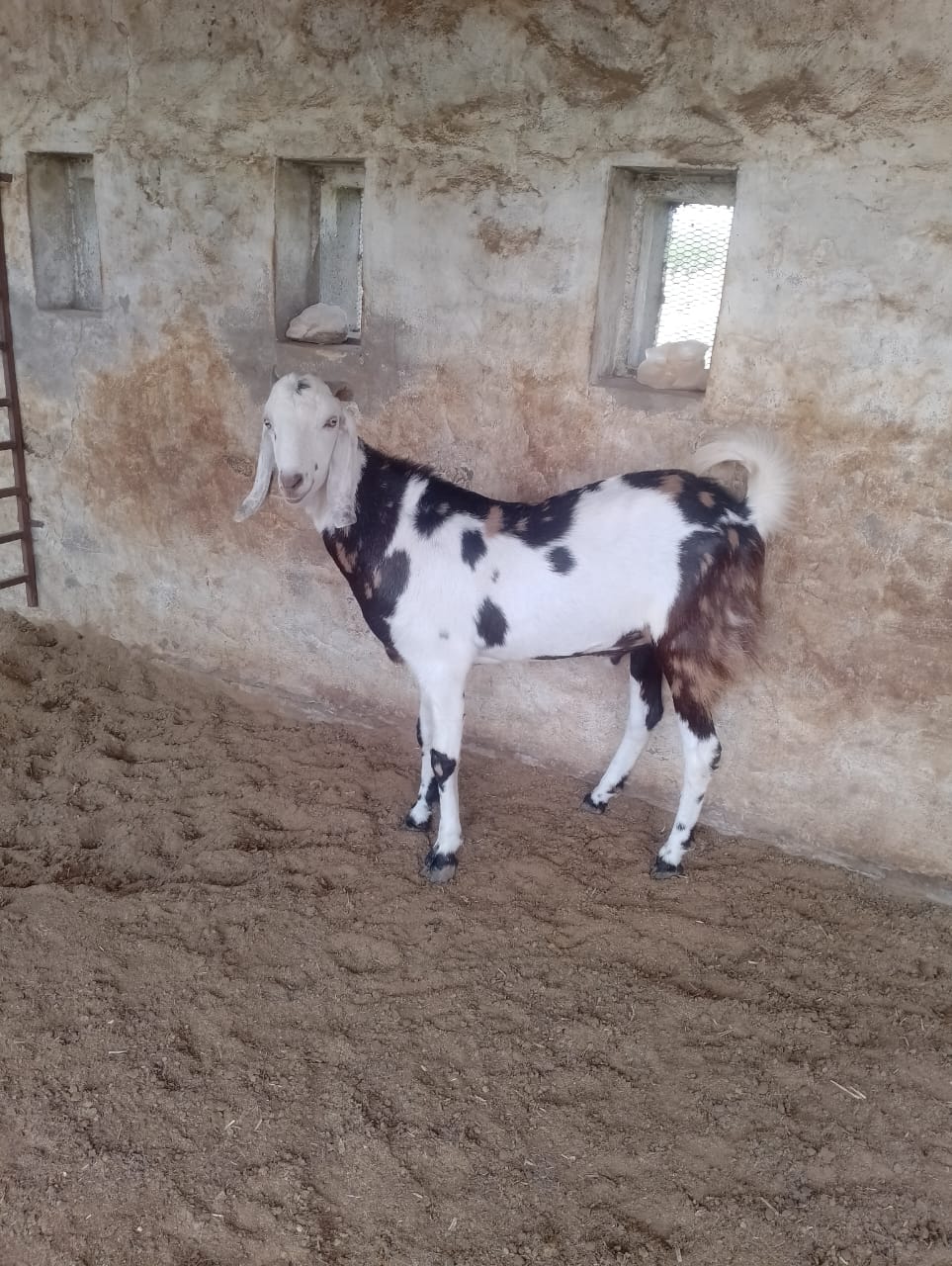 GUJRI