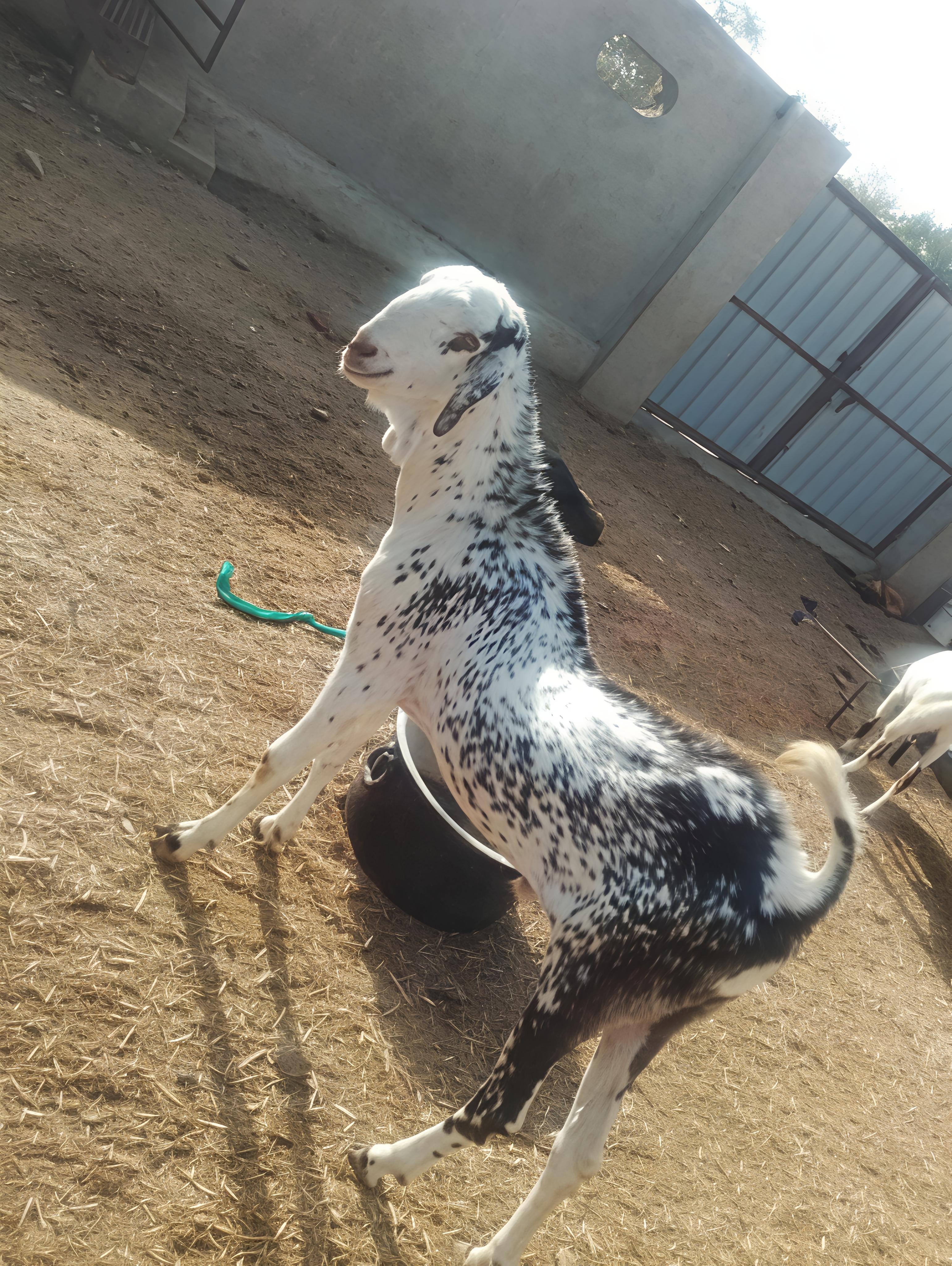 GUJRI