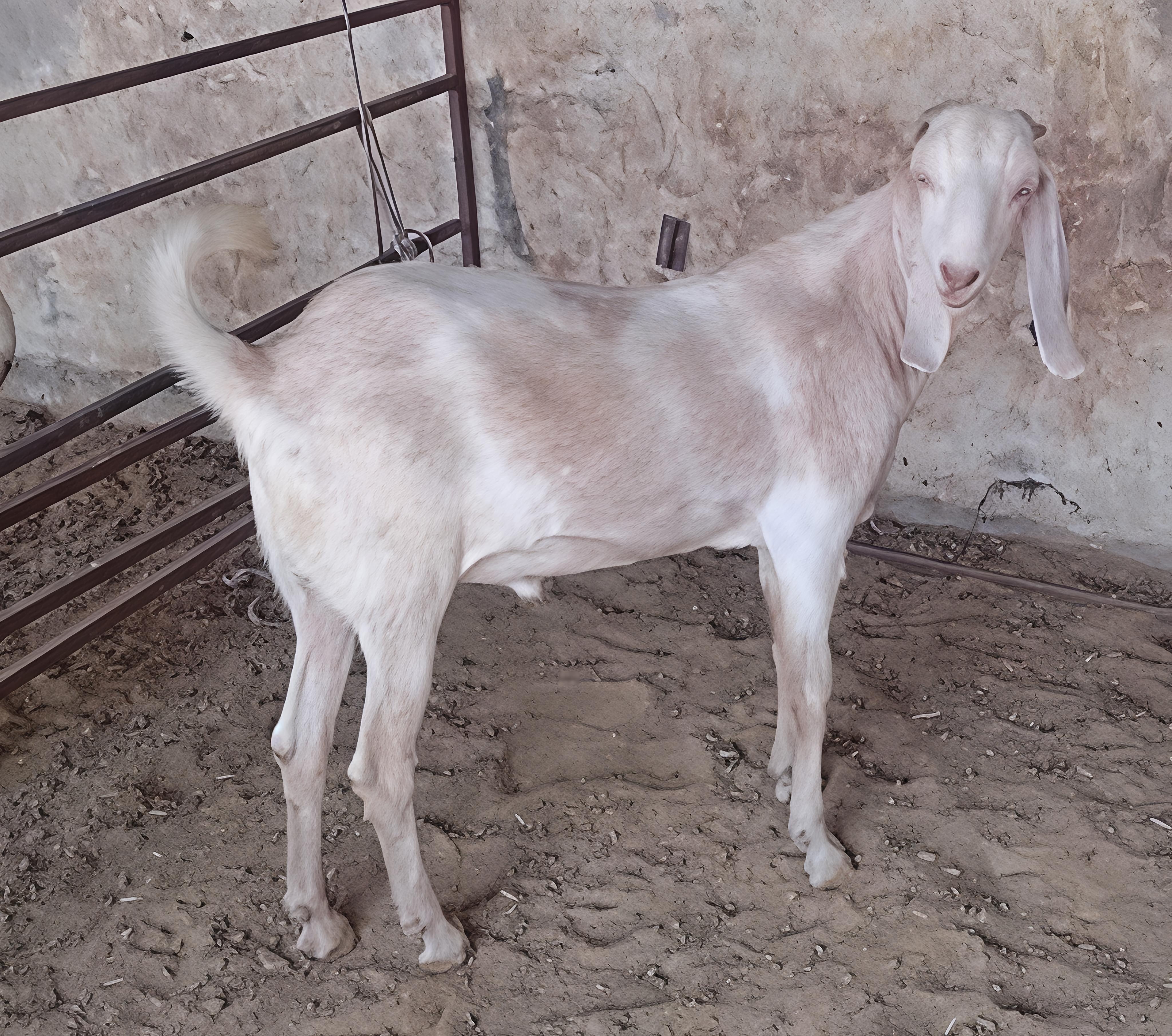GUJRI