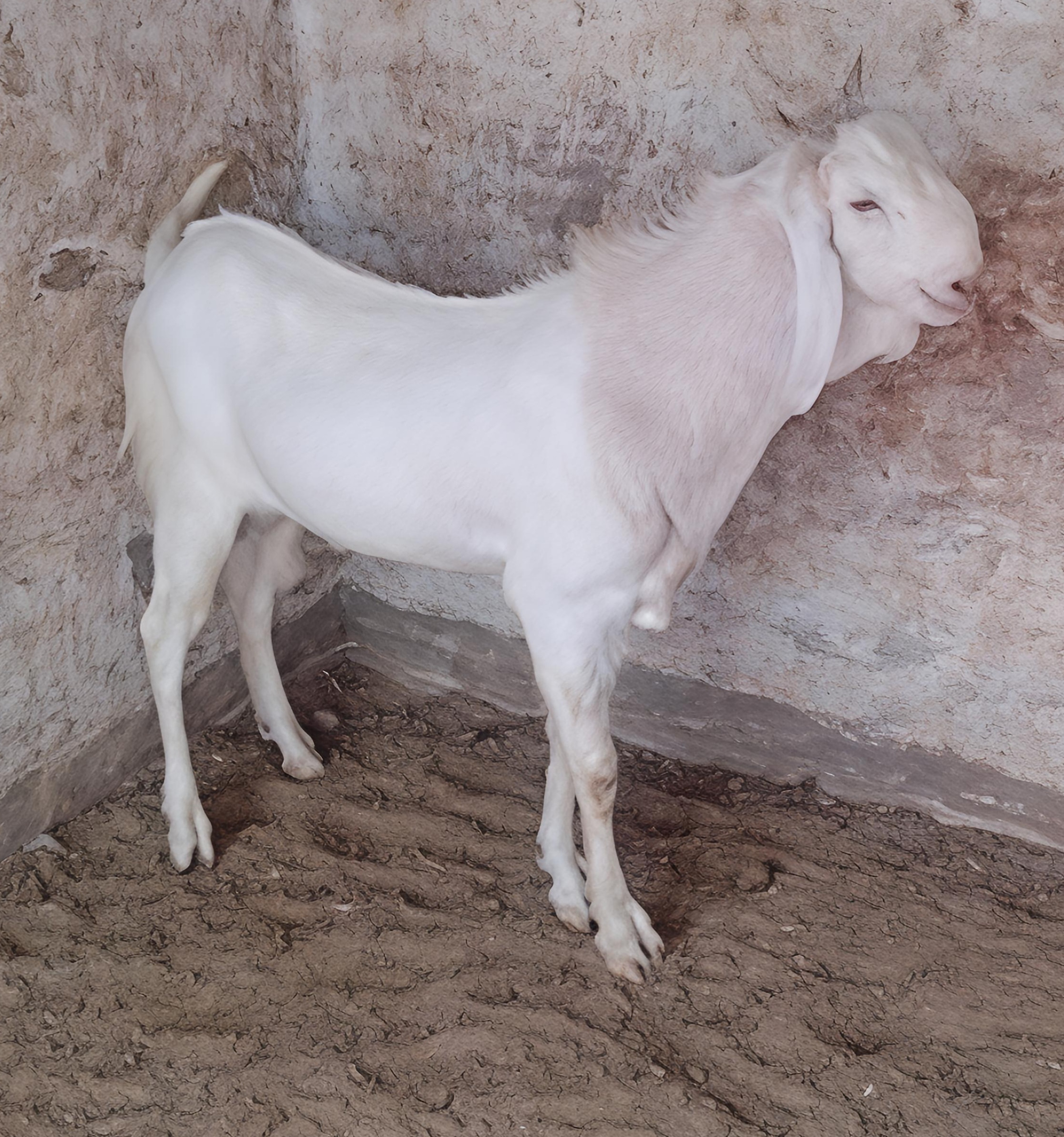 Malwa
