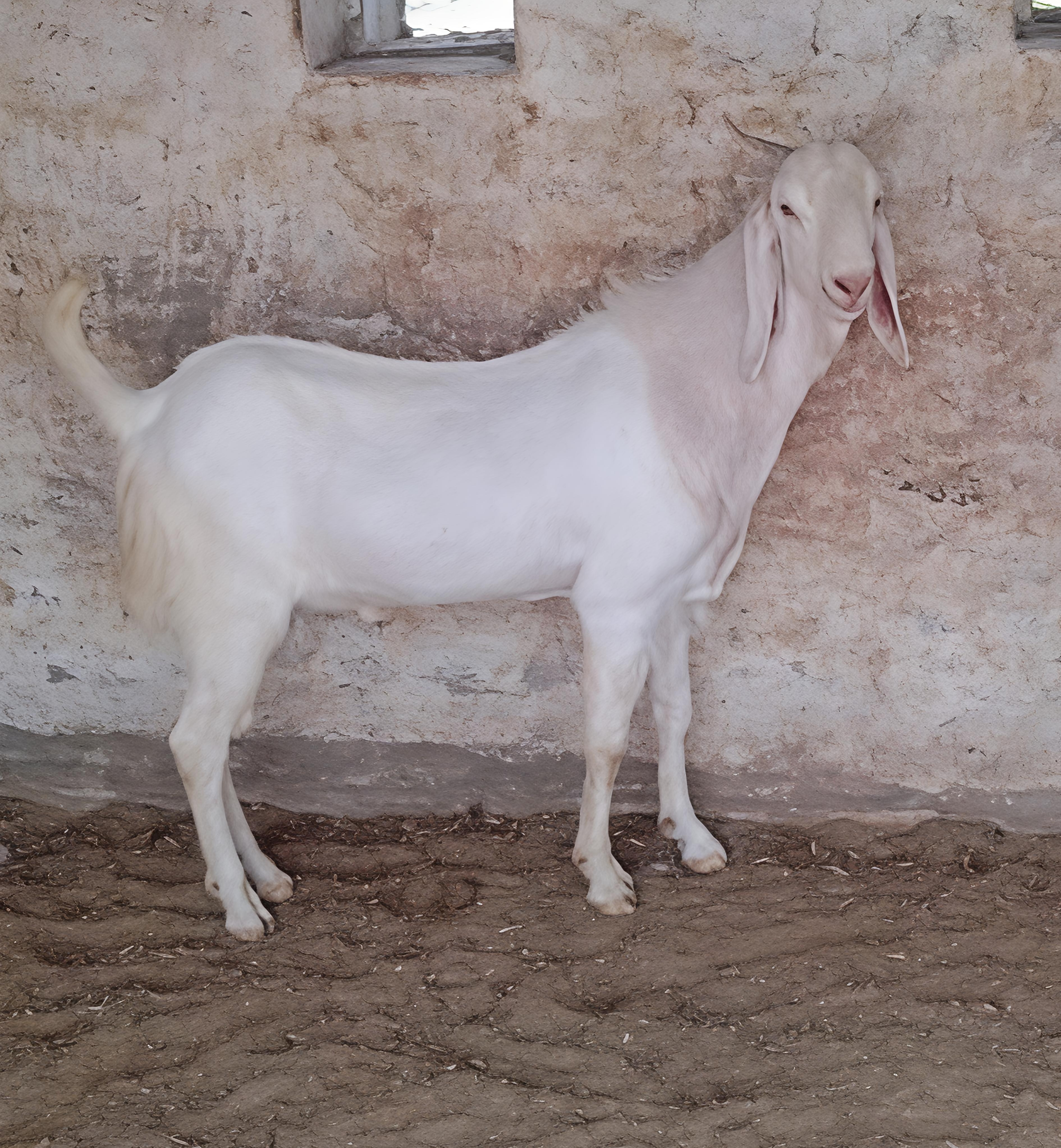 Malwa