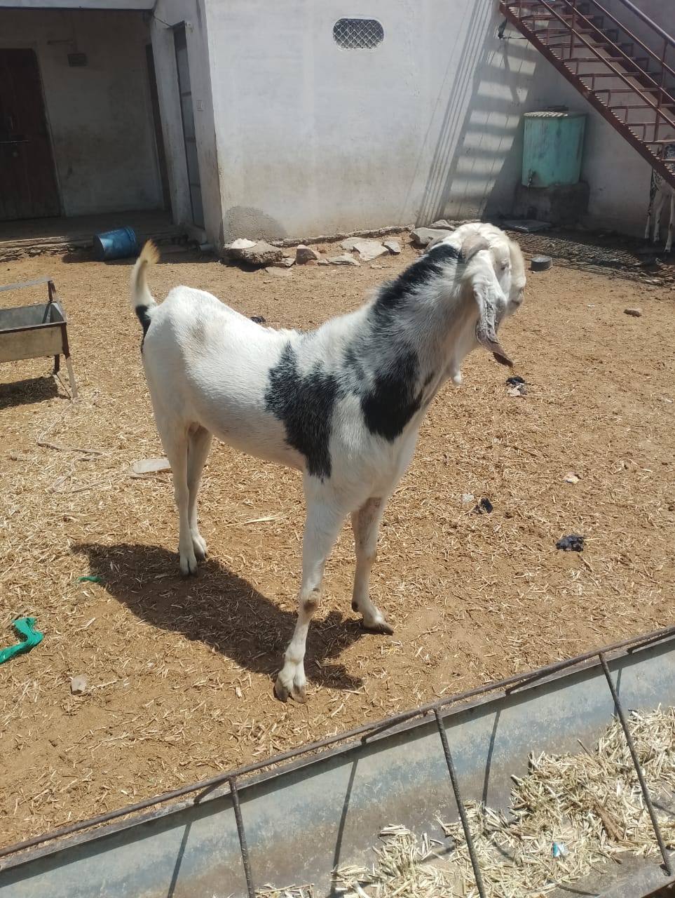 GUJRI