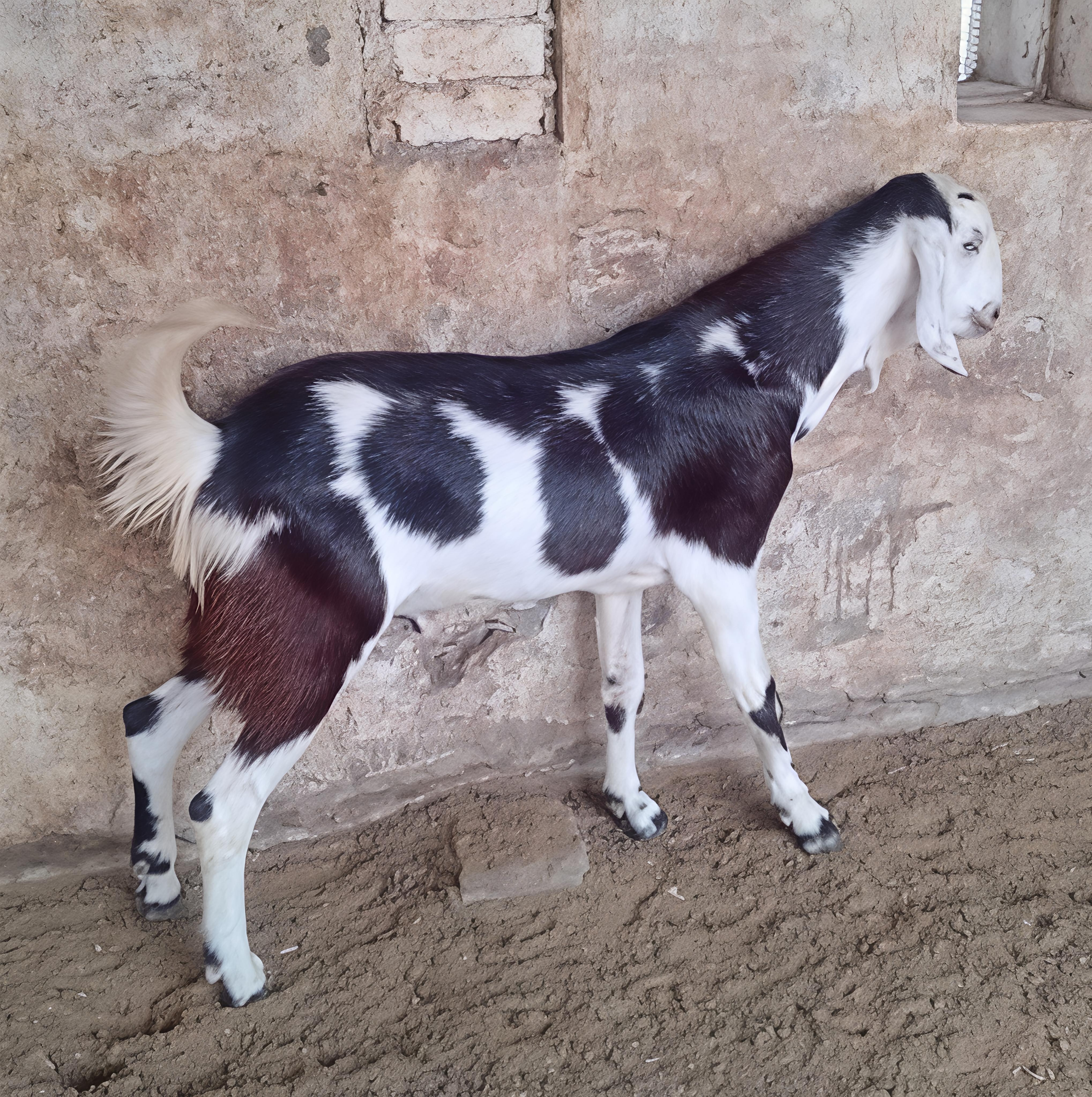 GUJRI