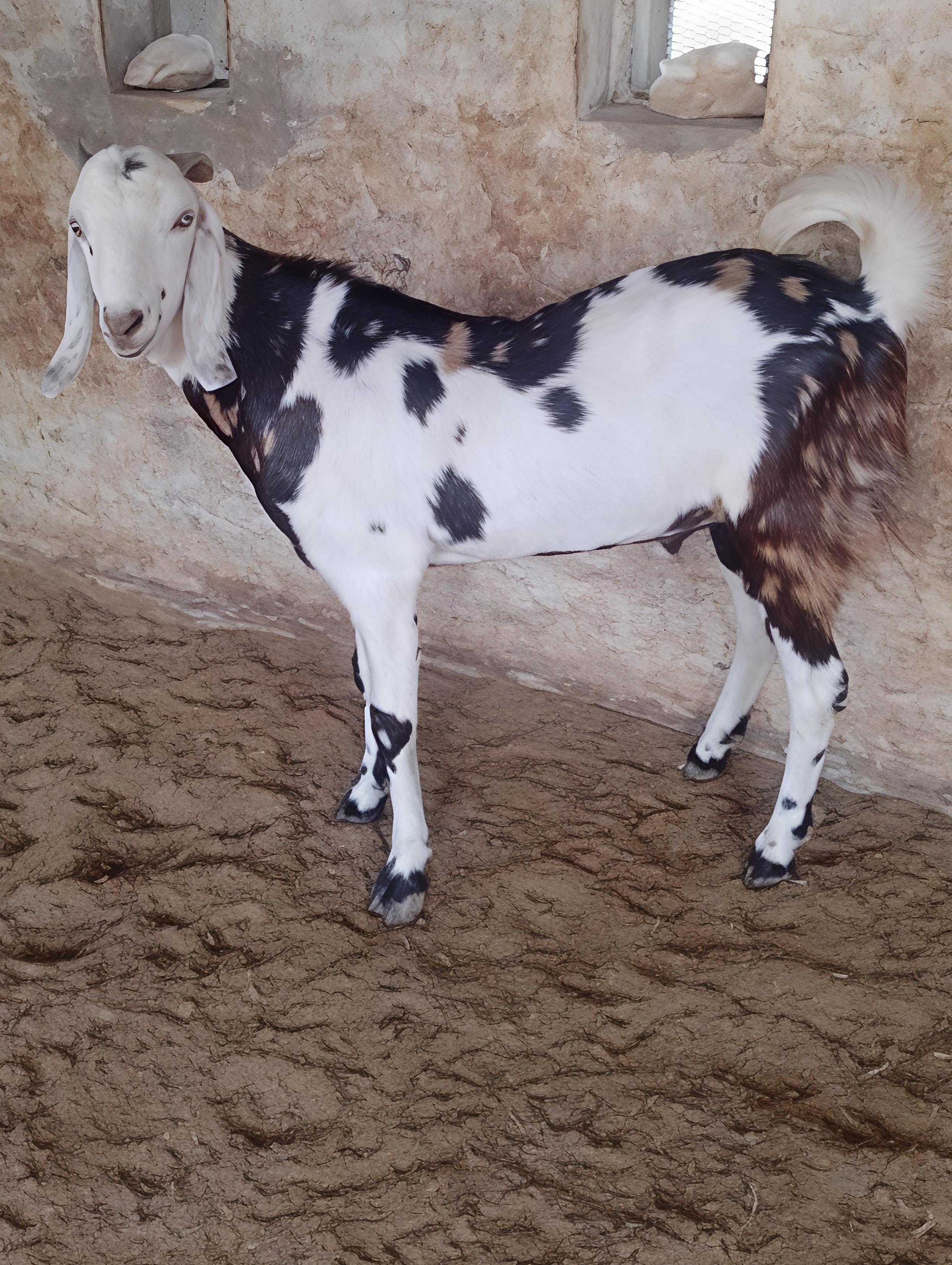 GUJRI