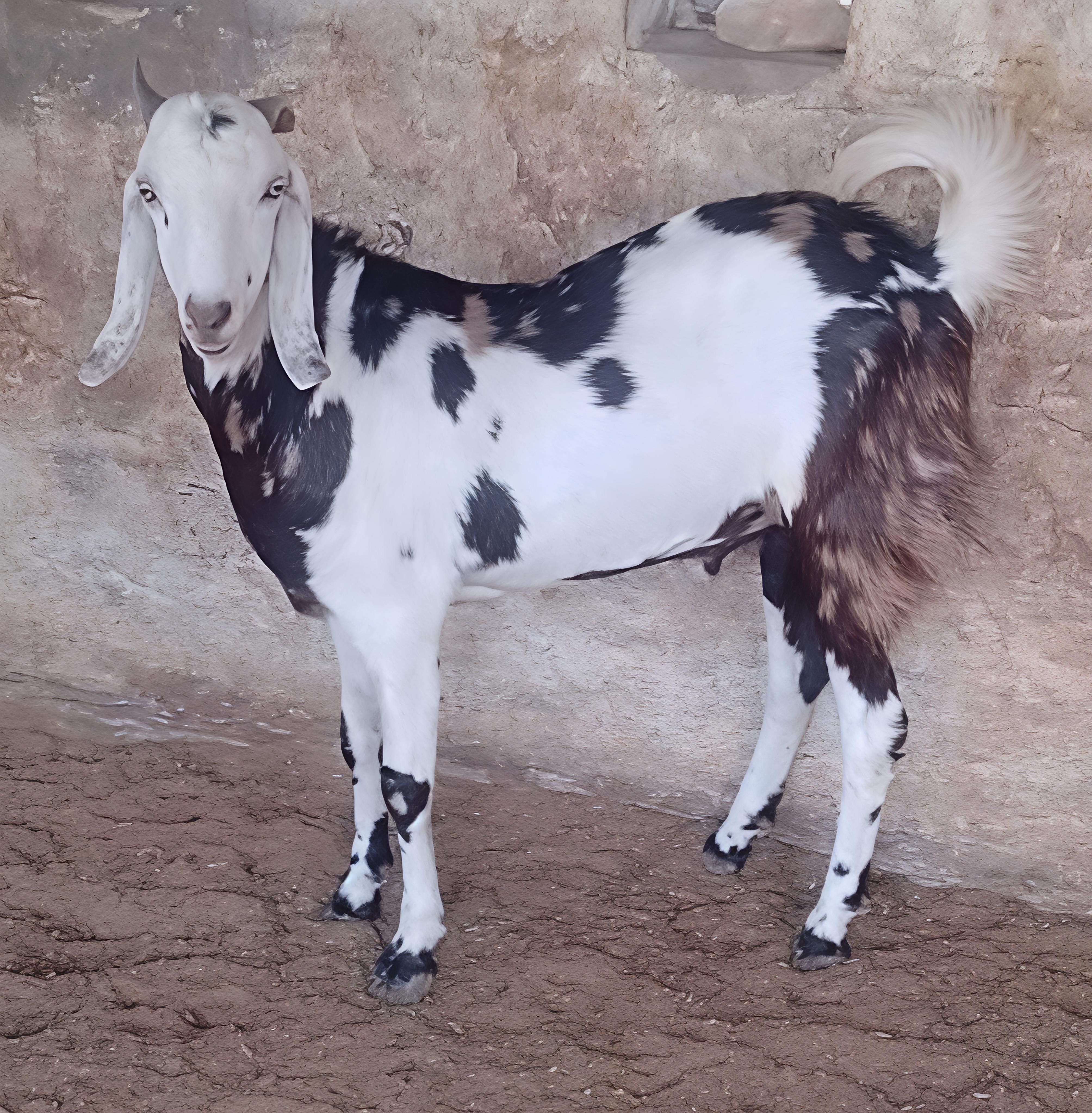GUJRI