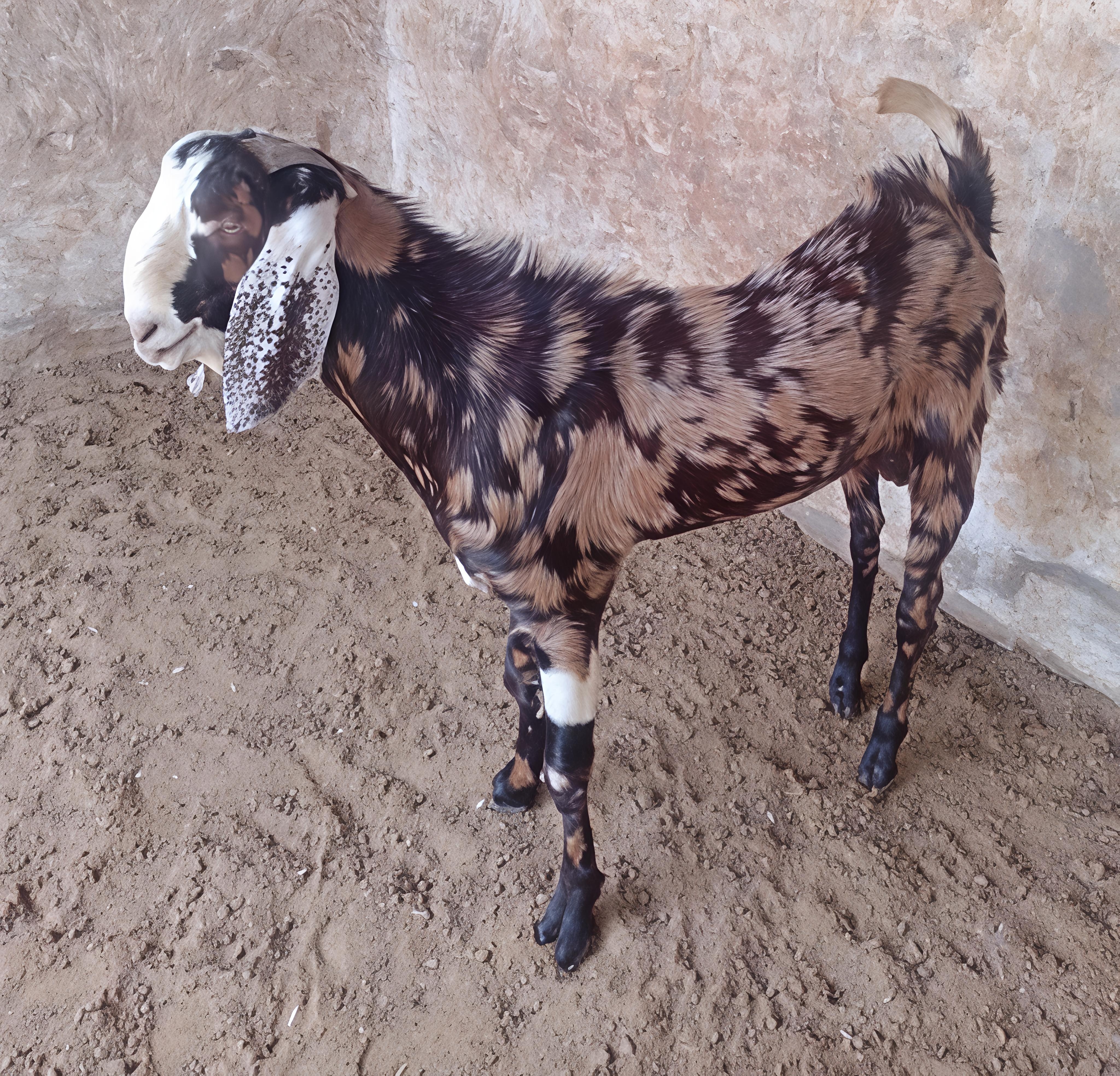 GUJRI
