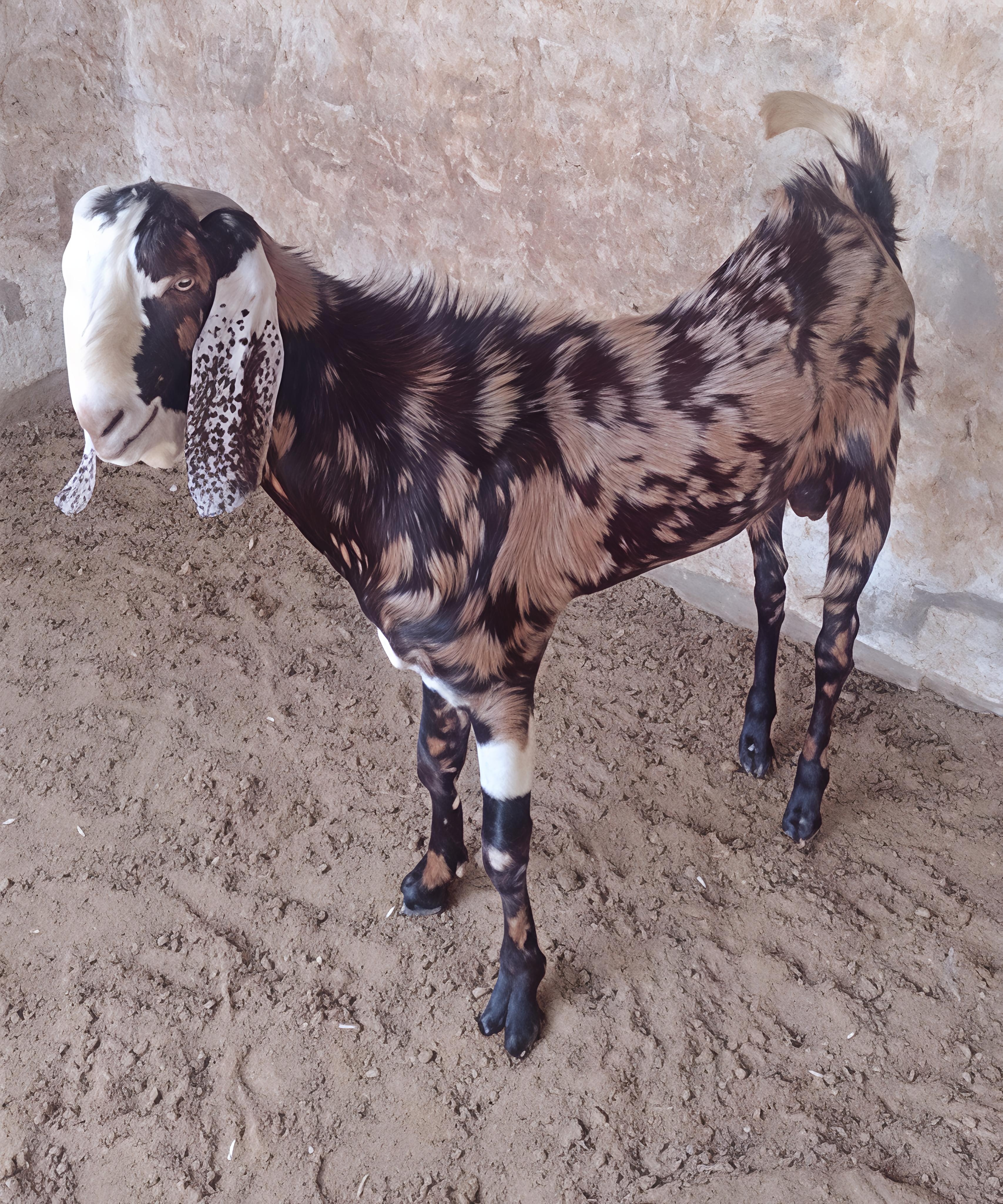 GUJRI