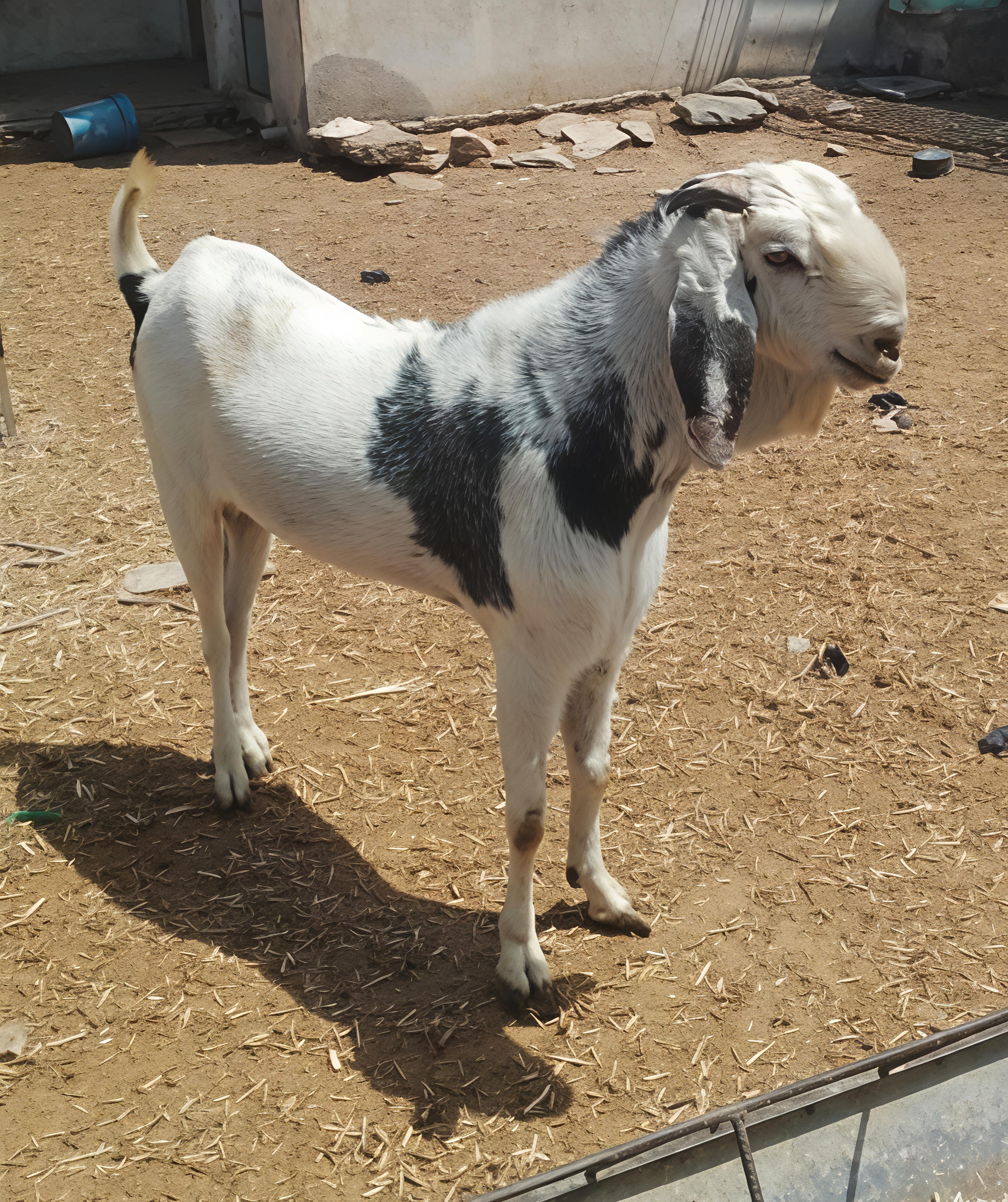 GUJRI