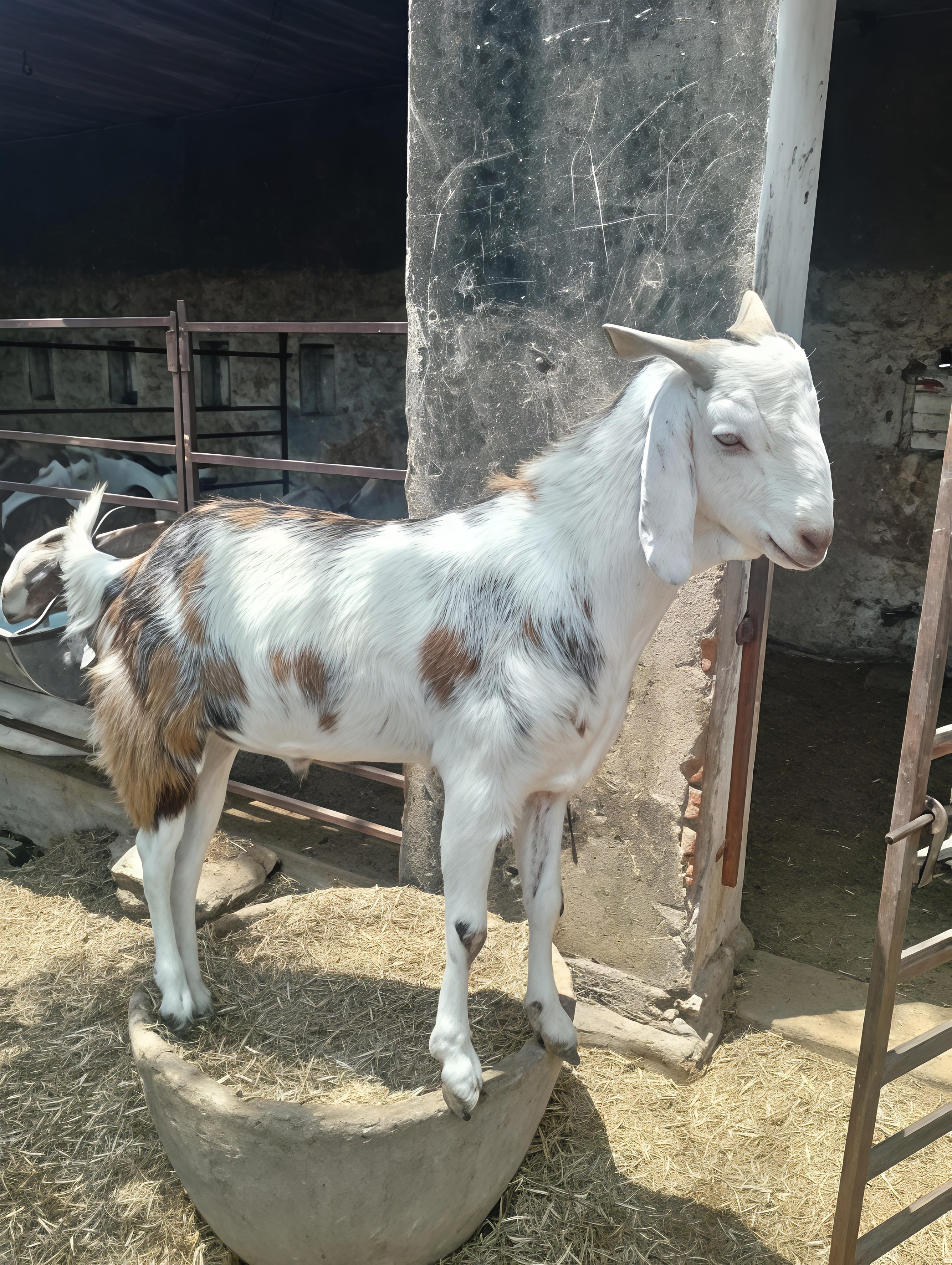 GUJRI