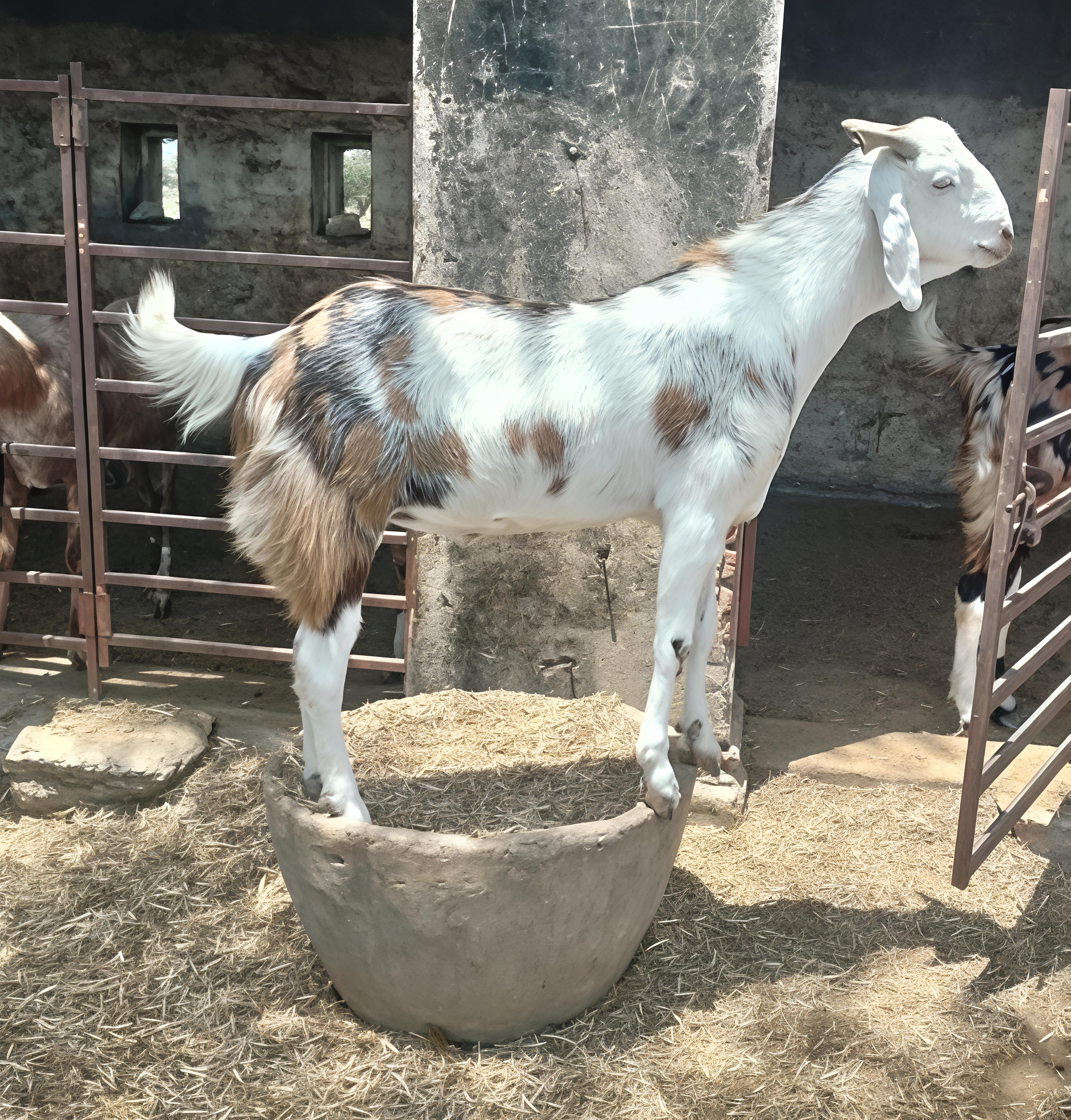 GUJRI